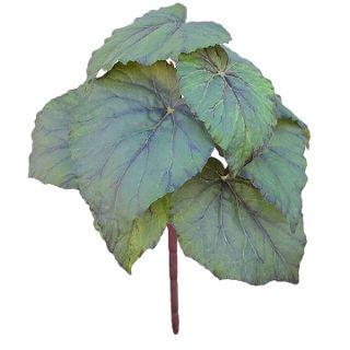 BEGONIA BUSH SMALL