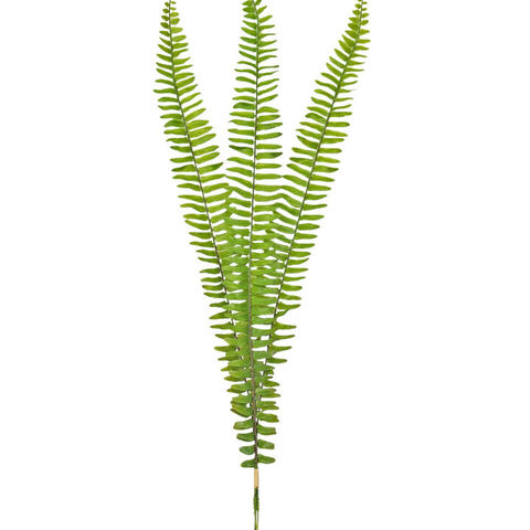 Boston Fern Medium
