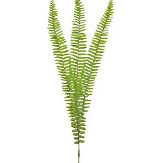 Boston Fern Medium