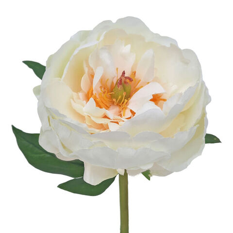 PEONY CUTTING LARGE WHITE