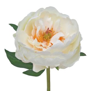PEONY CUTTING LARGE WHITE