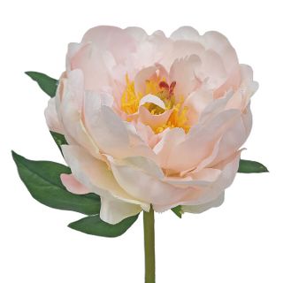 PEONY CUTTING LARGE CREAM PINK