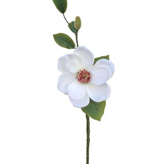 MAGNOLIA CUTTING