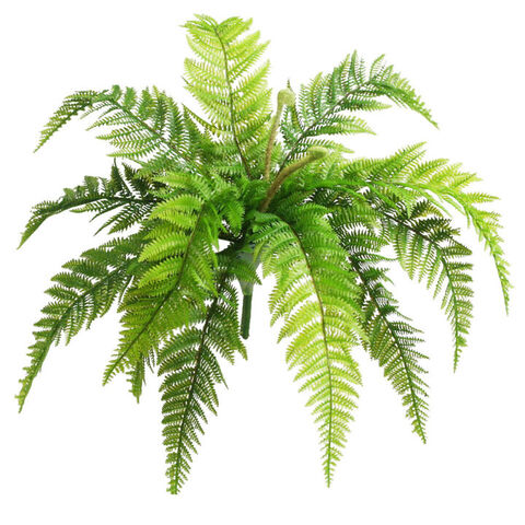 NATIVE FERN GIANT