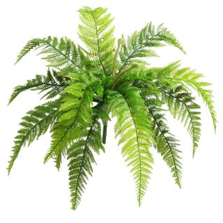 NATIVE FERN GIANT