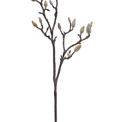 EARLY MAGNOLIA TWIG MED