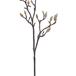 EARLY MAGNOLIA TWIG MED