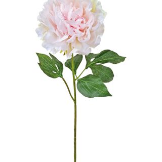 BLOOMING PEONY SOFT PINK