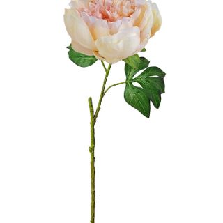 OPENING PEONY SHELL