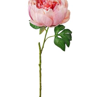 OPENING PEONY BLUSH